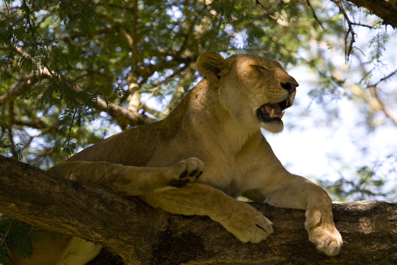 Lion In Tree